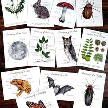 Load image into Gallery viewer, Backyard Nature Art Prints Set- Anatomy Cards
